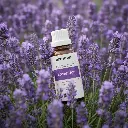 F3_EN_Lavender.webp
