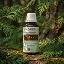 W19_EN_Thuja (1).webp