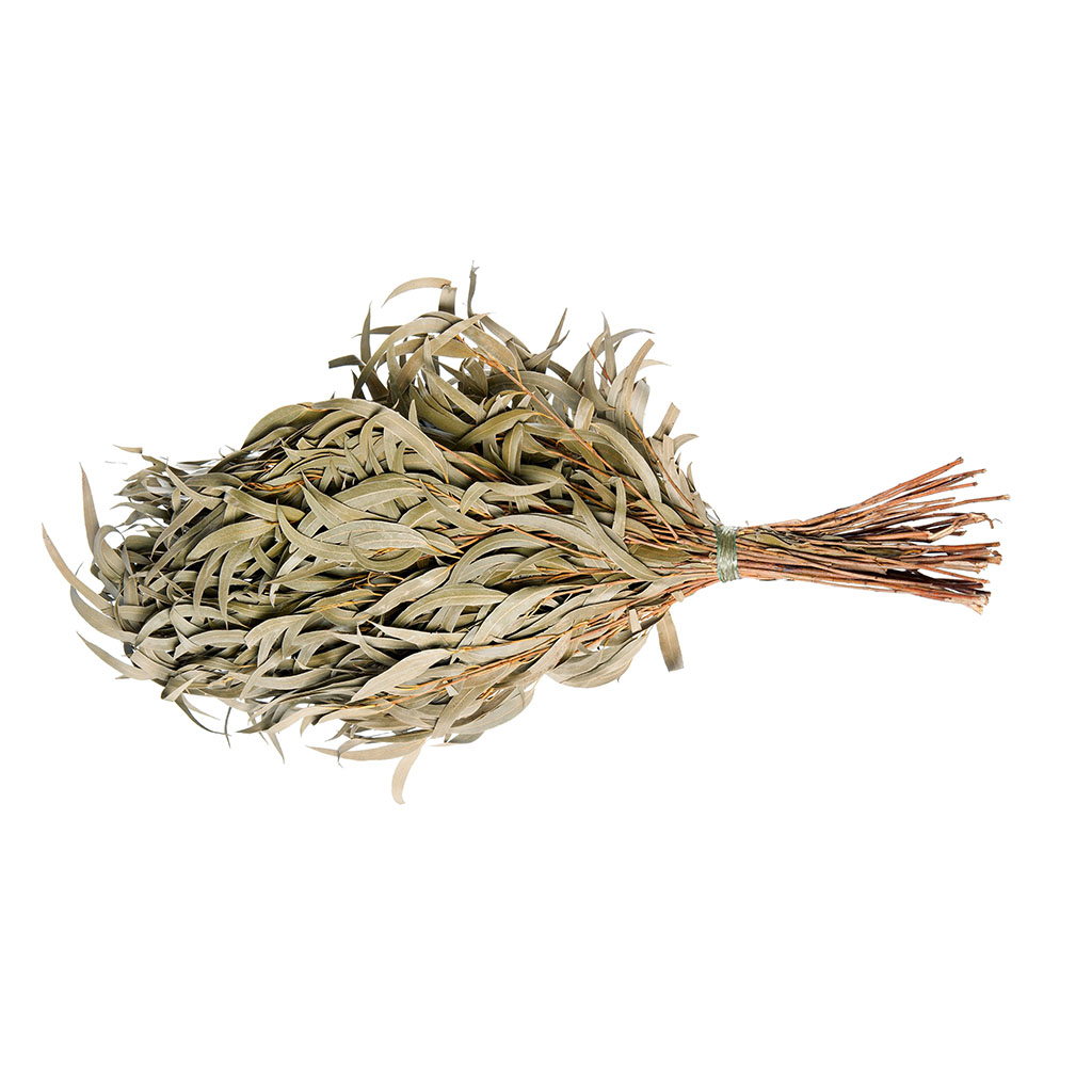 Eucalyptus Wenik (20)