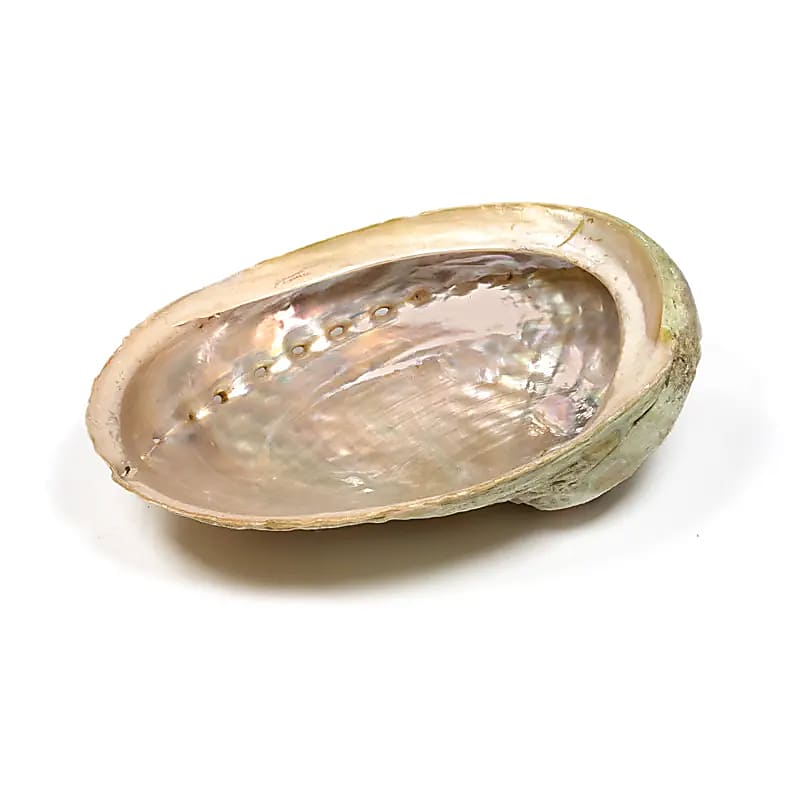 Abalone smudge shell