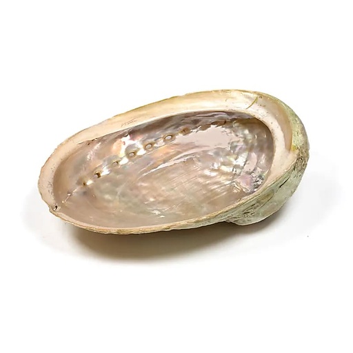 [SRA05] Abalone smudge schelp